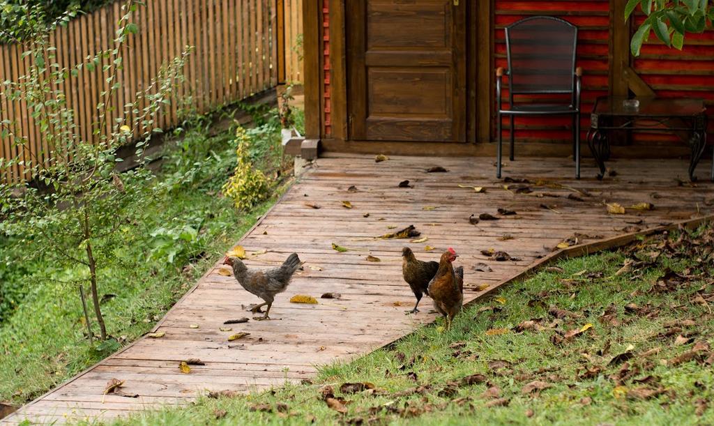 Fruktárium vendégház Trizs Exterior foto